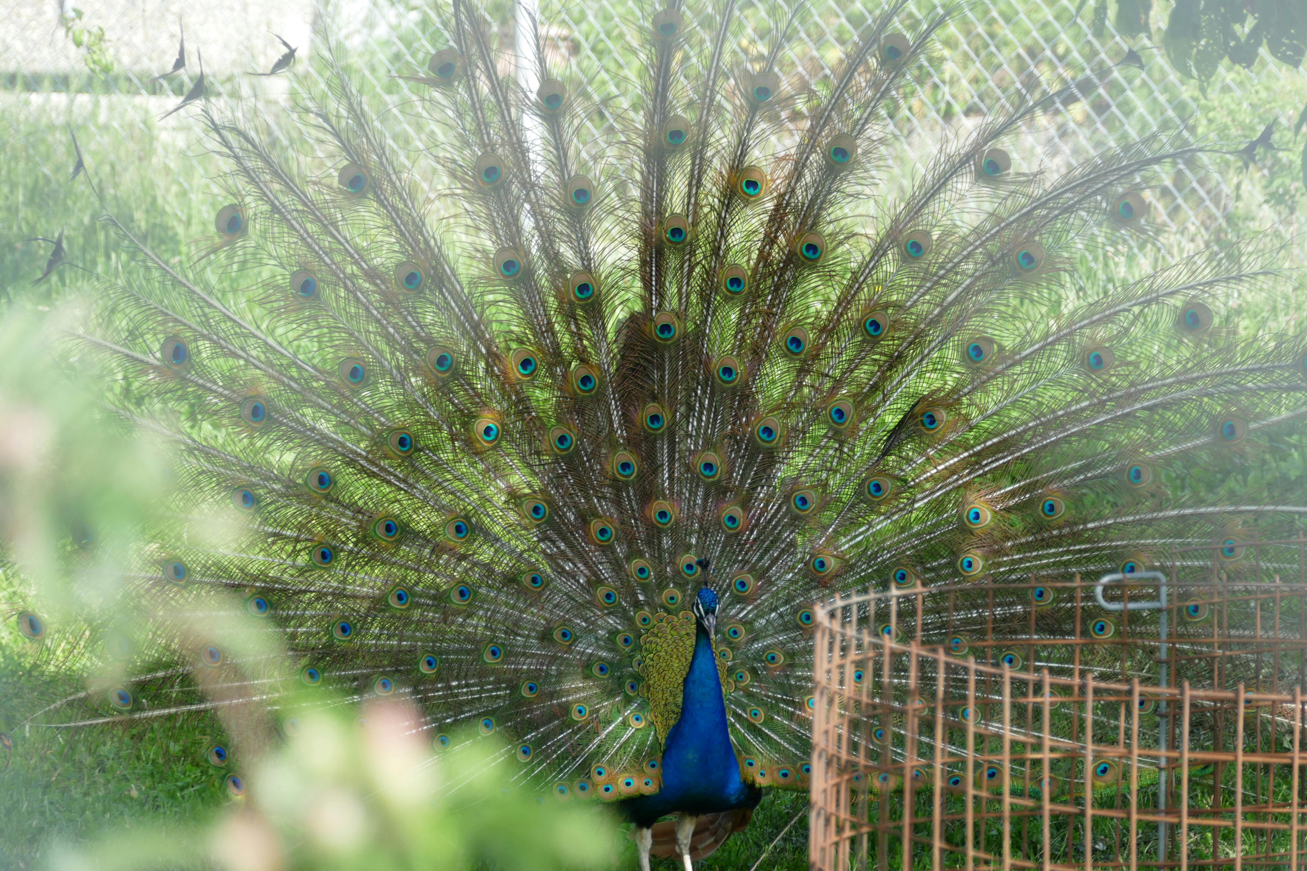 green peacock