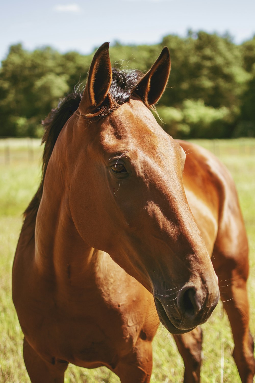 Cavalo marrom no campo de grama verde