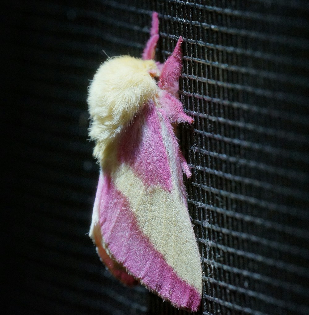 shallow focus photography of pink and yellow moth