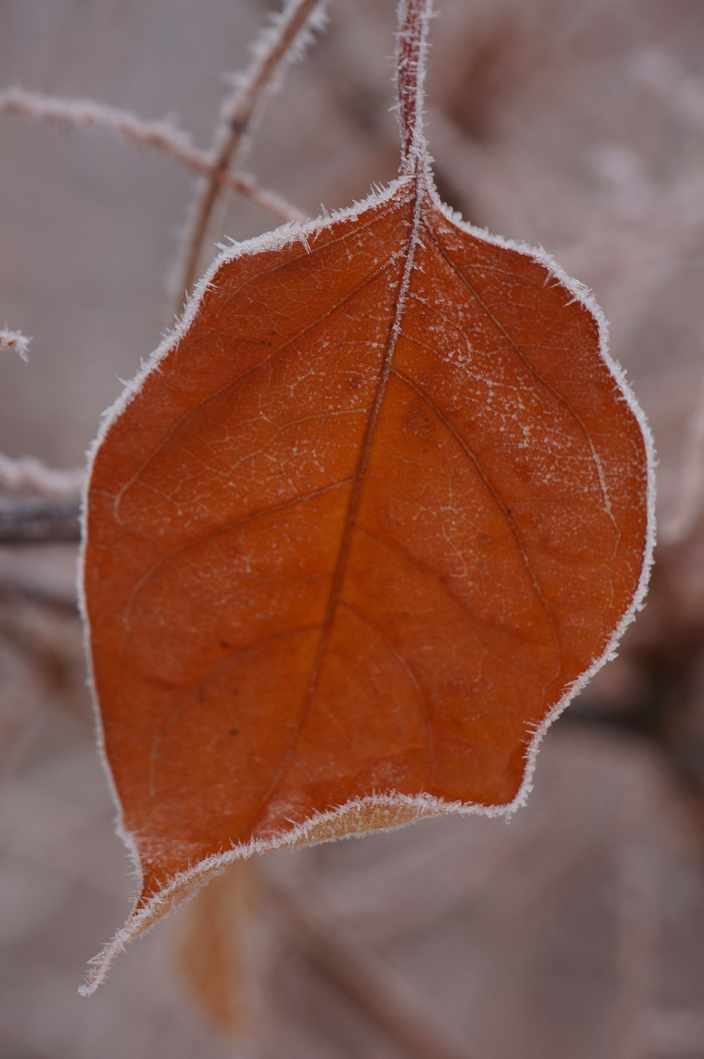 brown leaf