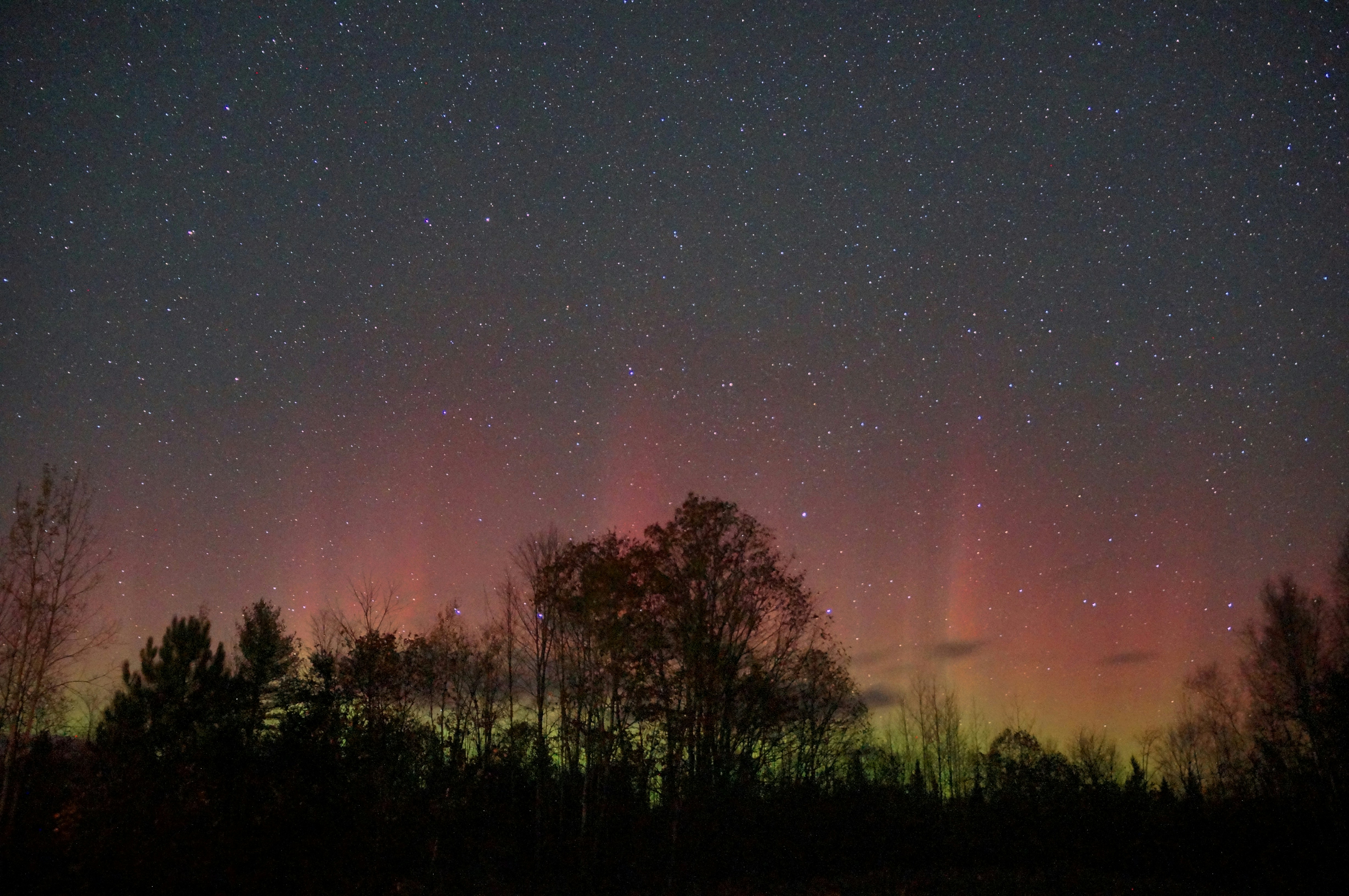 silhouette of trees at night time, Northern lights like fire on the forest