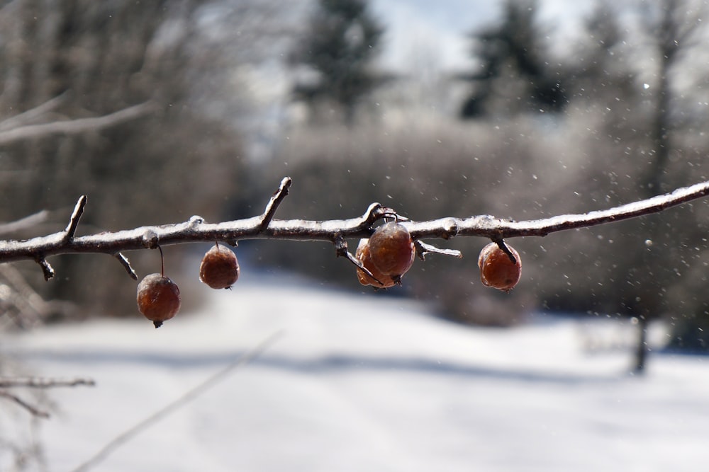 brown fruit