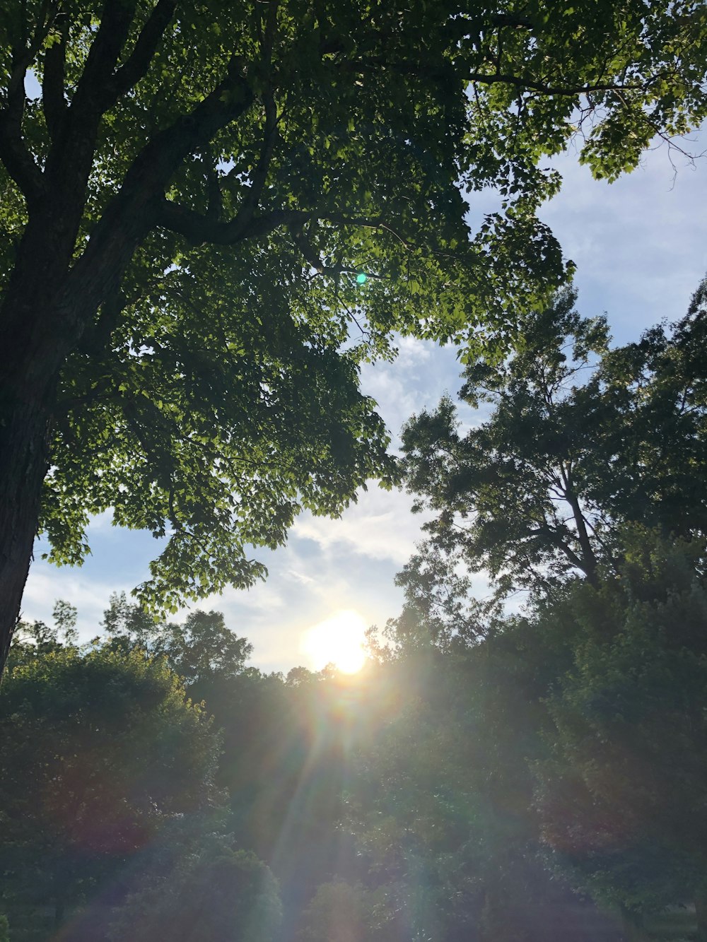 green leaf trees