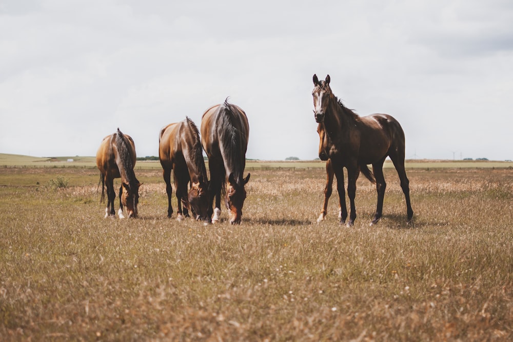 four brown horses on brown grass field