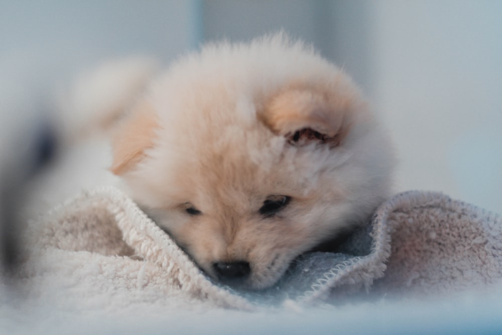 shallow focus photo of long-coated brown puppy
