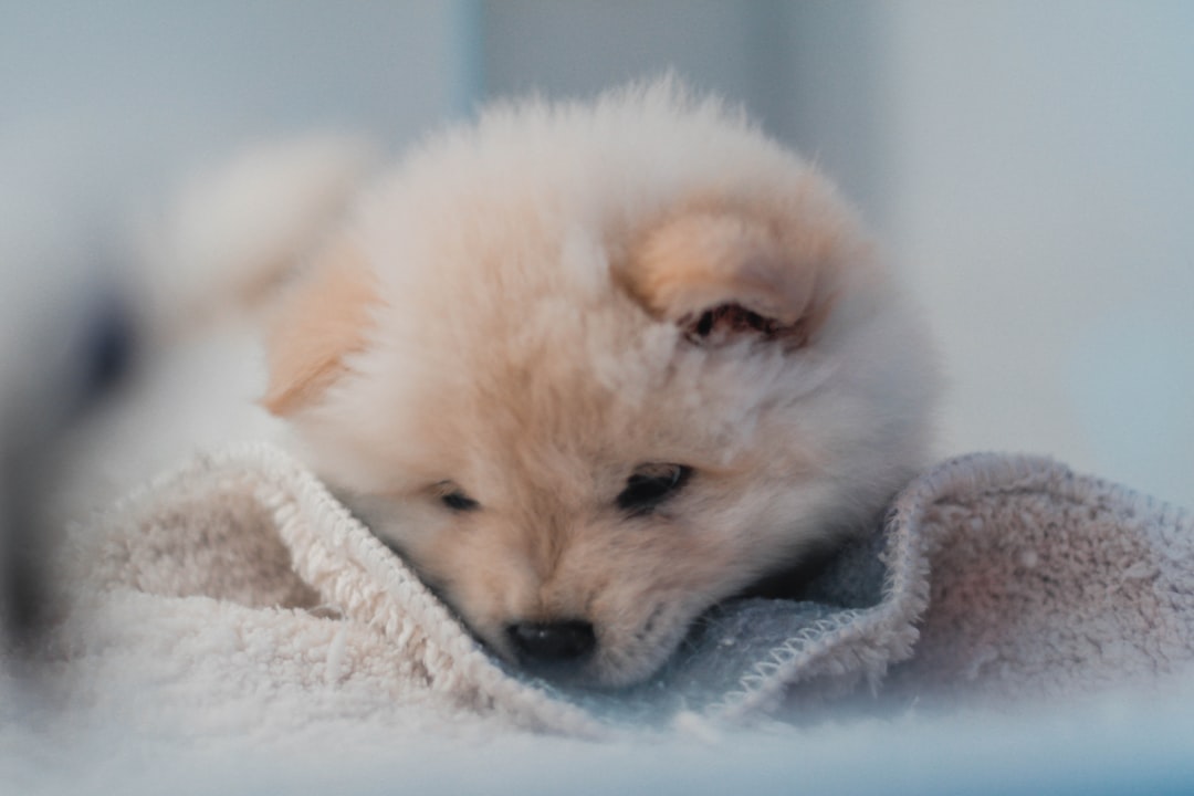 shallow focus photo of long-coated brown puppy