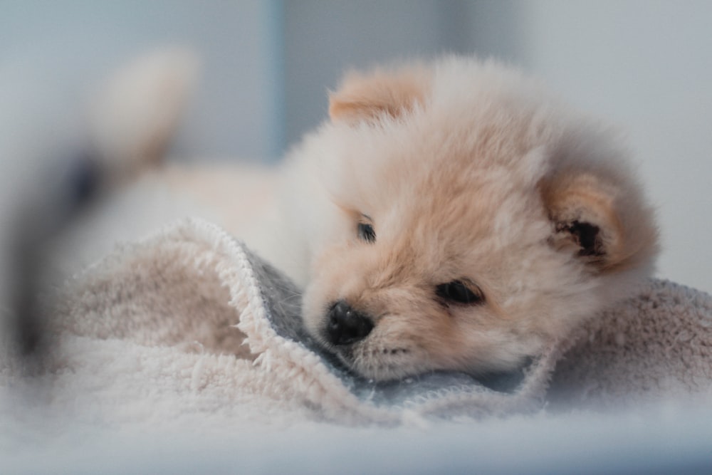tan chow-chow puppy on towel