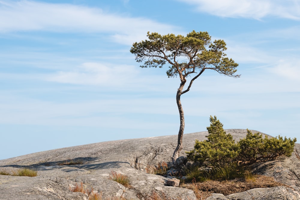 green tree on hill