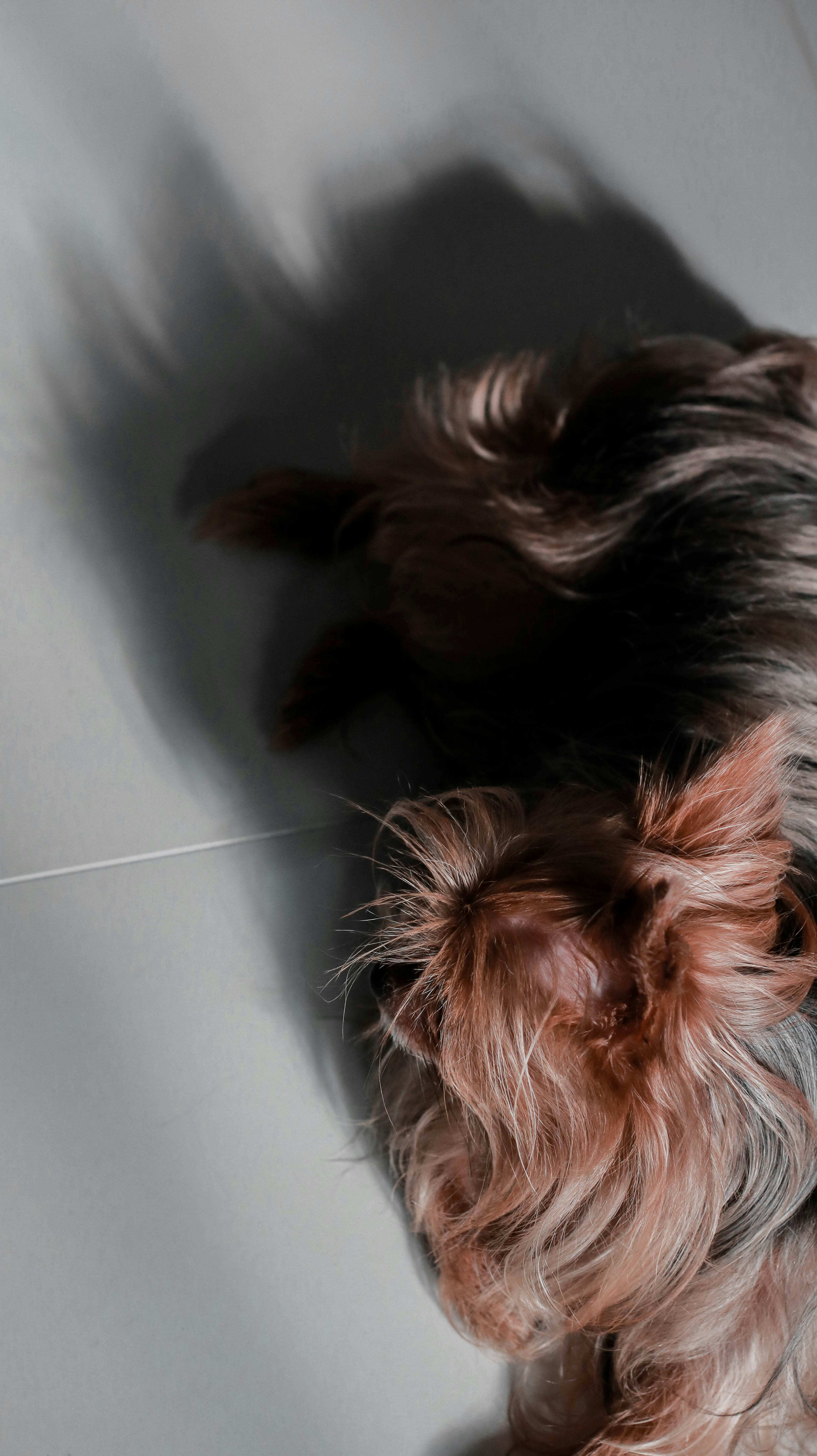 Premium Dog Grooming Brush
