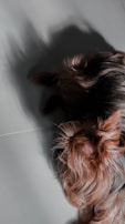 A small dog with a silky coat is lying on a smooth, light-colored surface. The fur is predominantly brown with hints of black and appears well-groomed, casting a soft shadow on the ground.