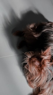 A small dog with a silky coat is lying on a smooth, light-colored surface. The fur is predominantly brown with hints of black and appears well-groomed, casting a soft shadow on the ground.