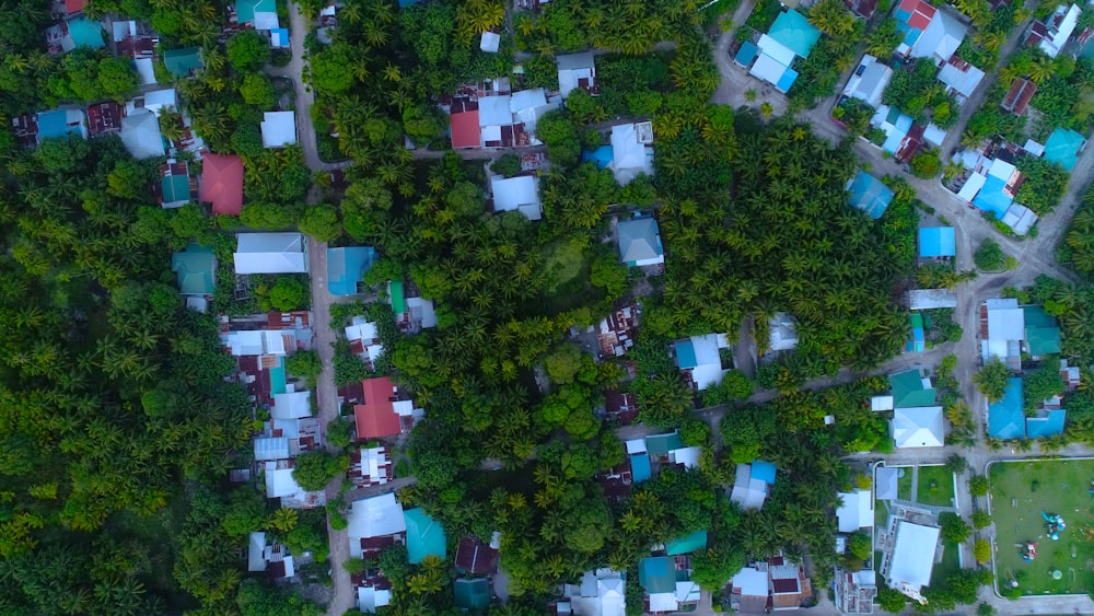 aerial photography of houses surrounded with trees