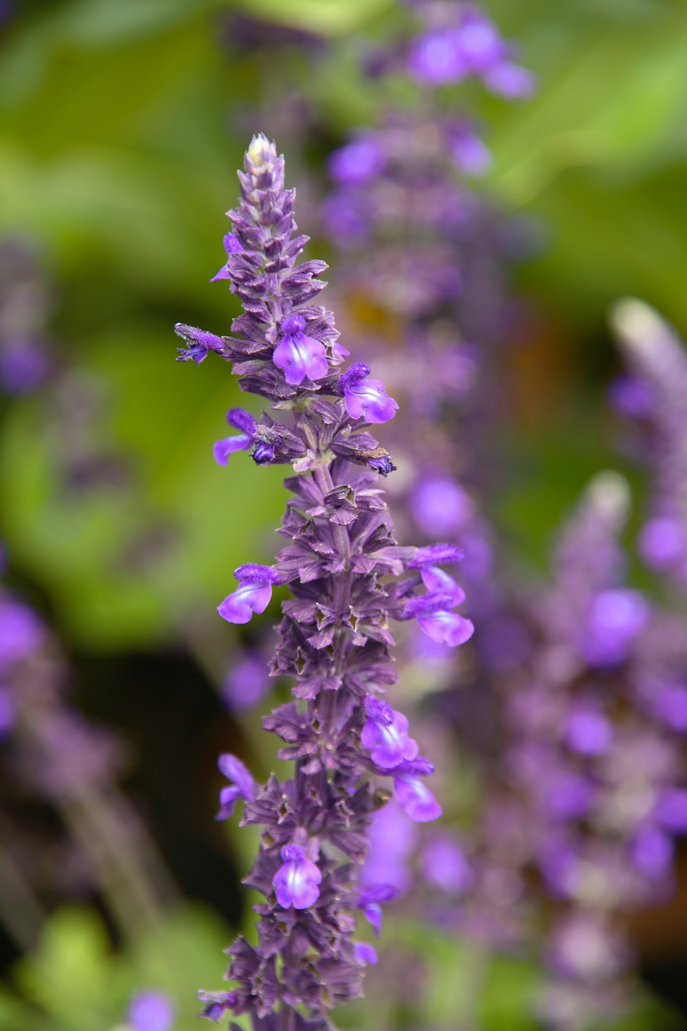 purple cluster flowers