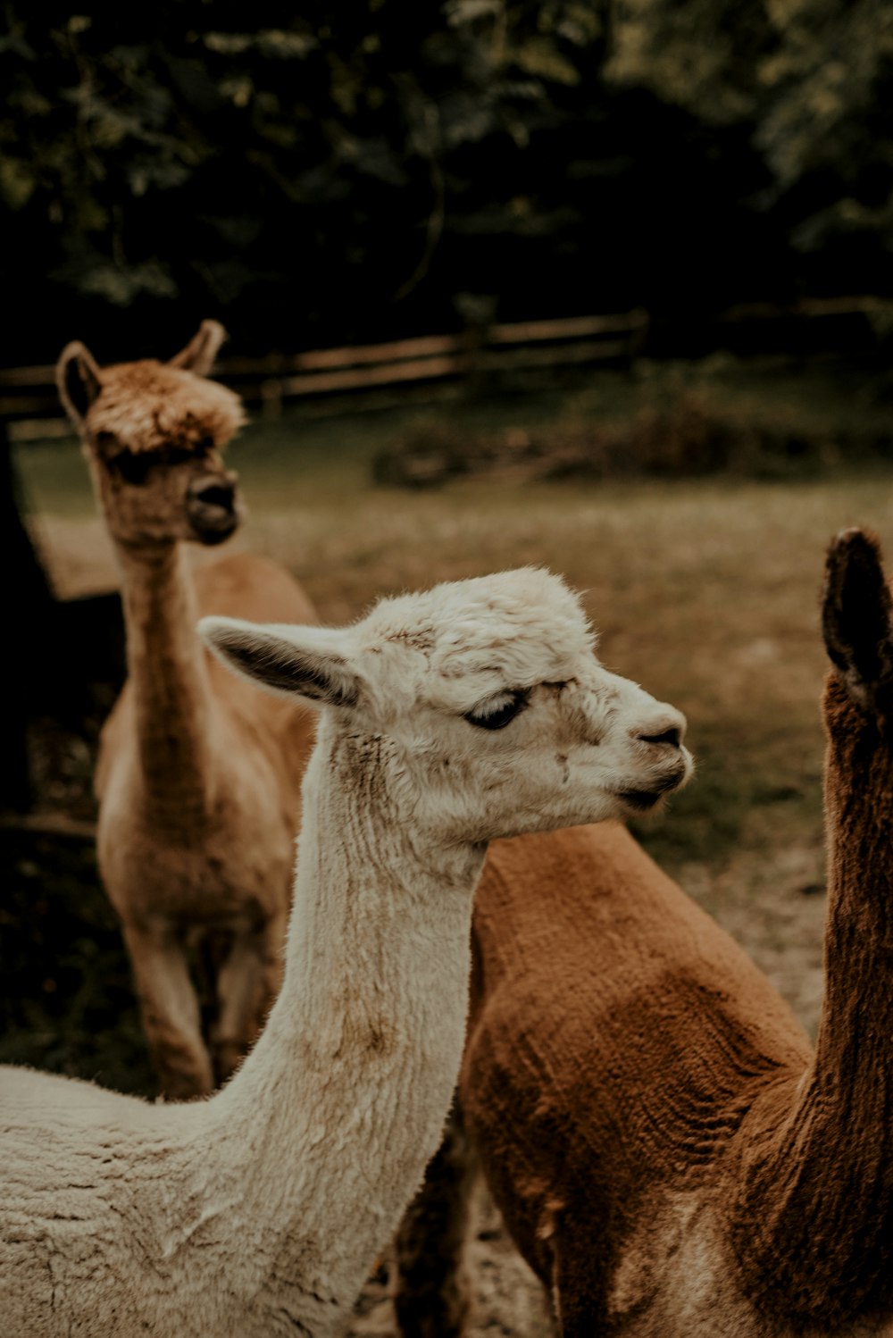 white lama during daytime close-up photography