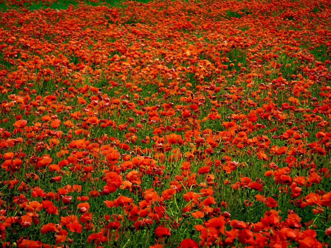 red-petaled flowers,