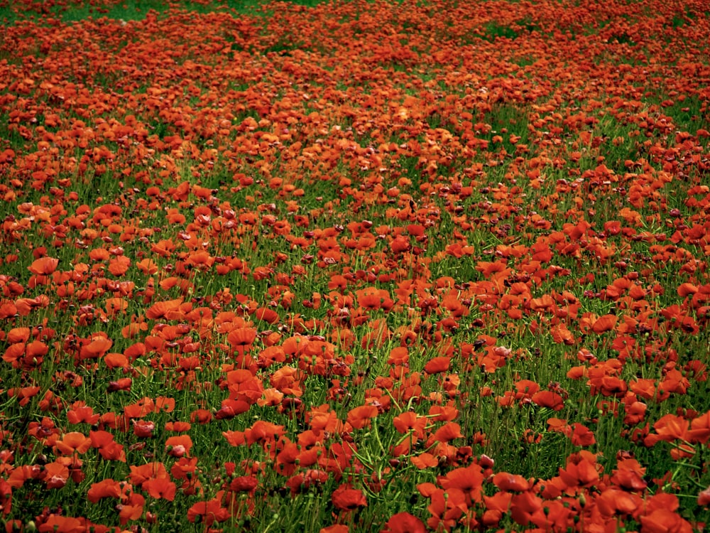 red-petaled flowers