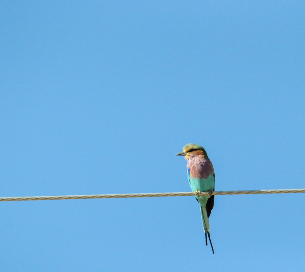 fotografia de pássaro abelharuco-devorador azul e rosa empoleirado em arame