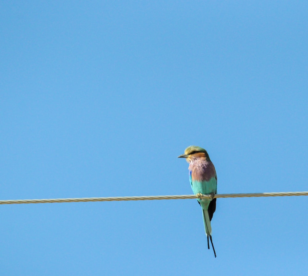 photographie d’oiseau guêpier bleu et rose perché sur le fil