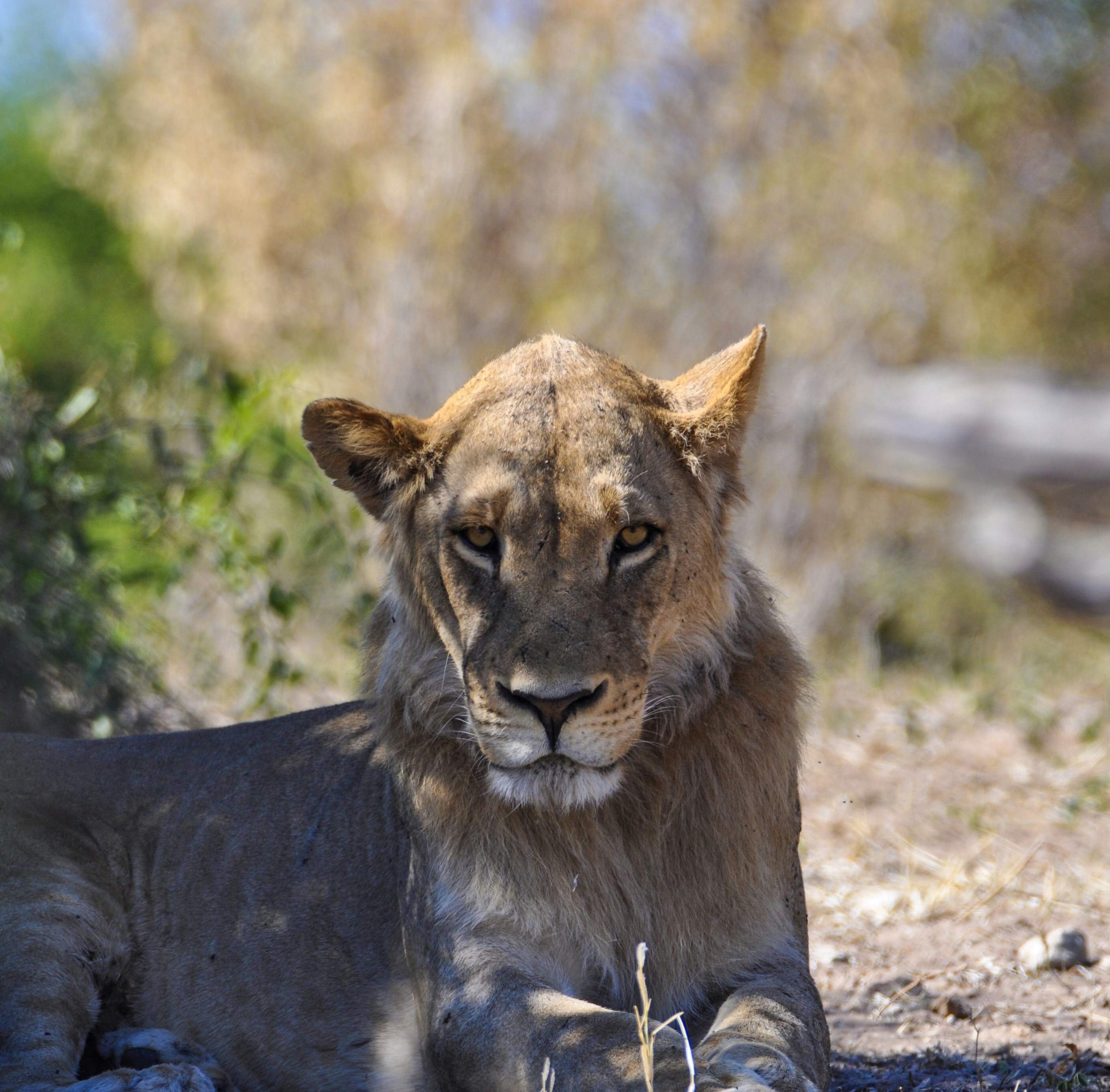 Asiatic Lion Female Pictures Download Free Images on Unsplash