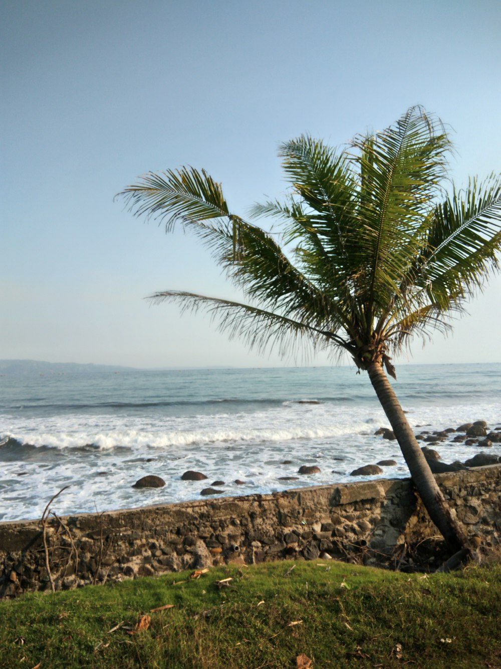 green coconut tree near seashore