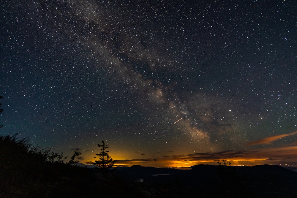 silhouette of trees under starry sky