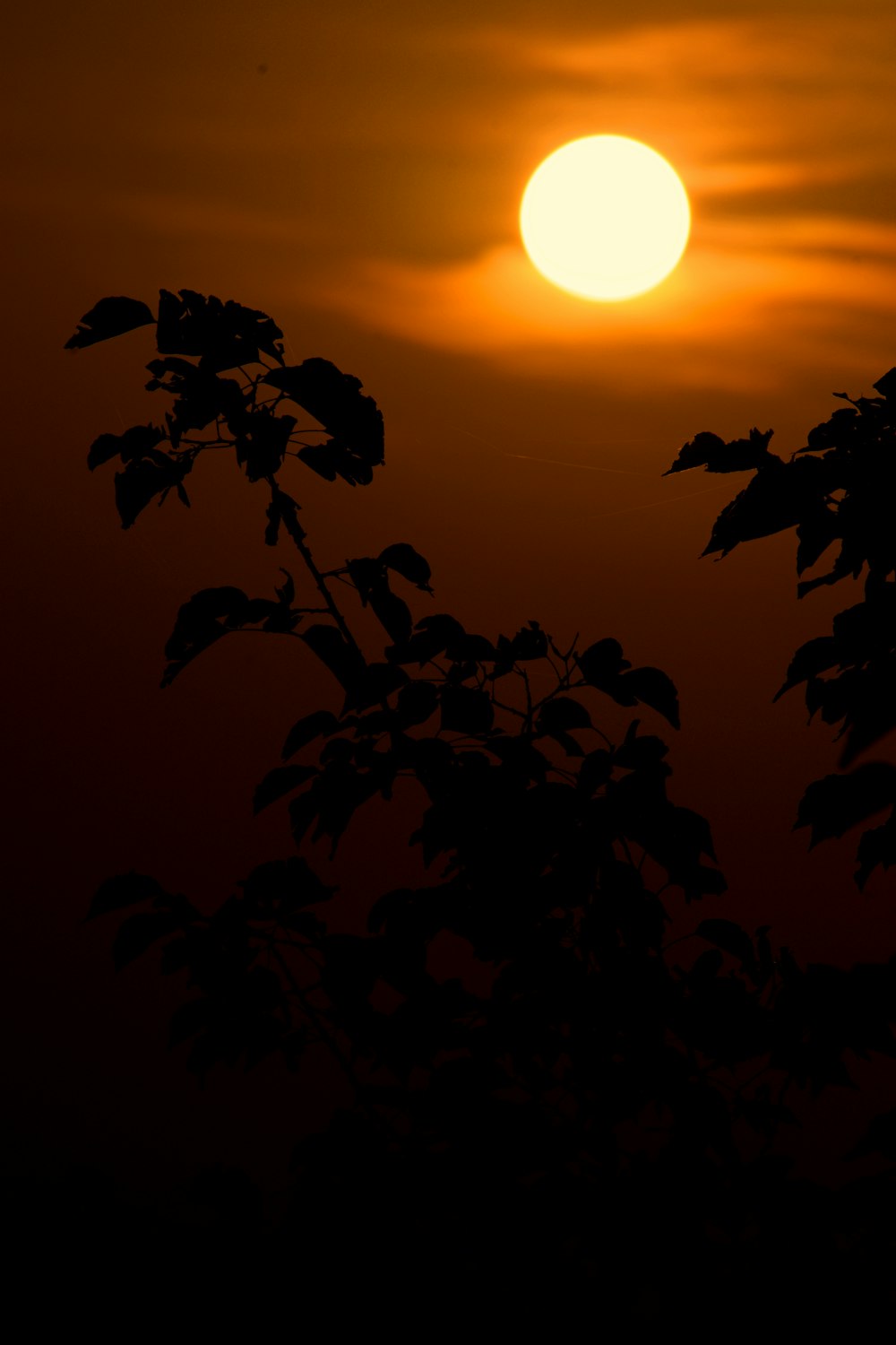 silhouette of plants and full sun in sky