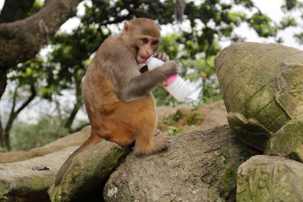 monkey holding plastic bottle