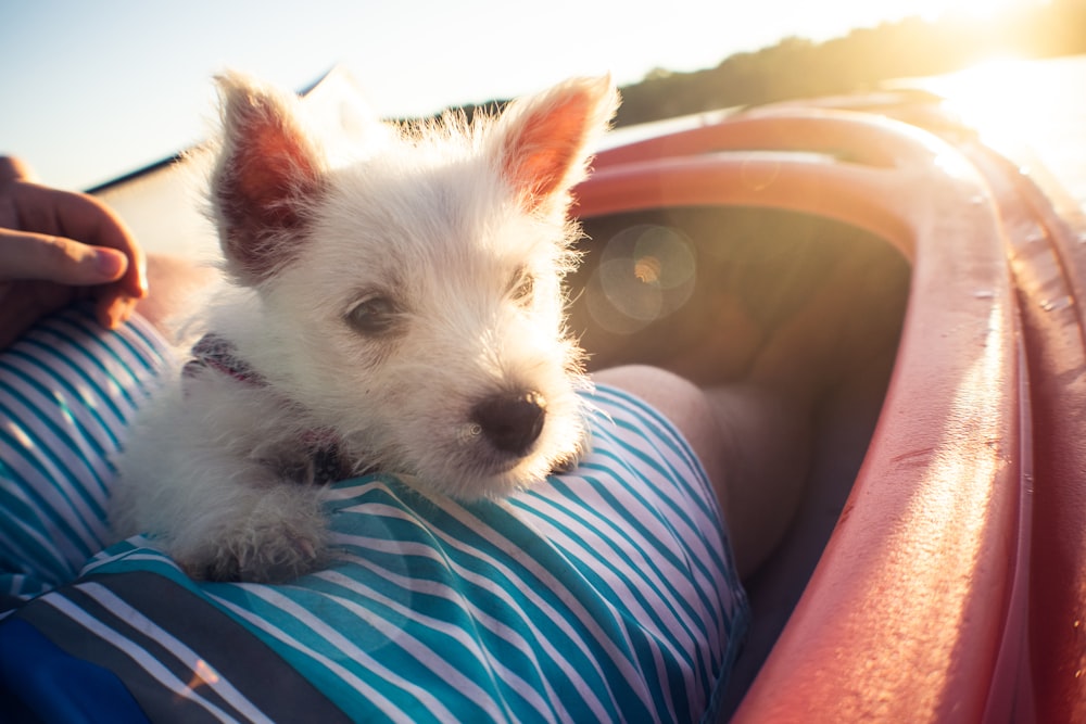 white dog on person's lap