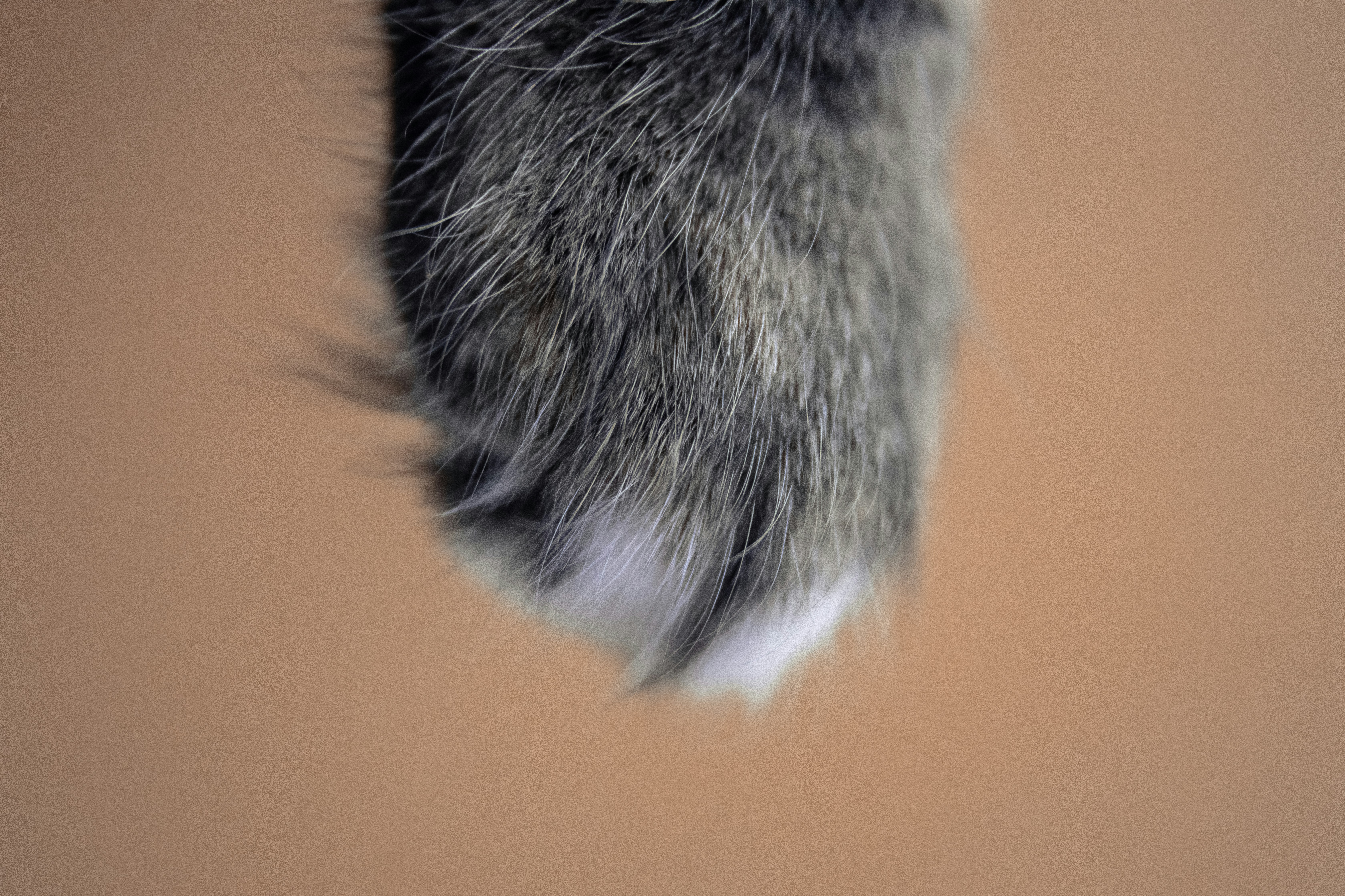 Close-up of dog treat texture