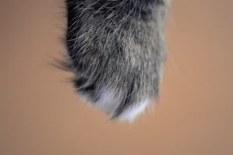 gray animal hair