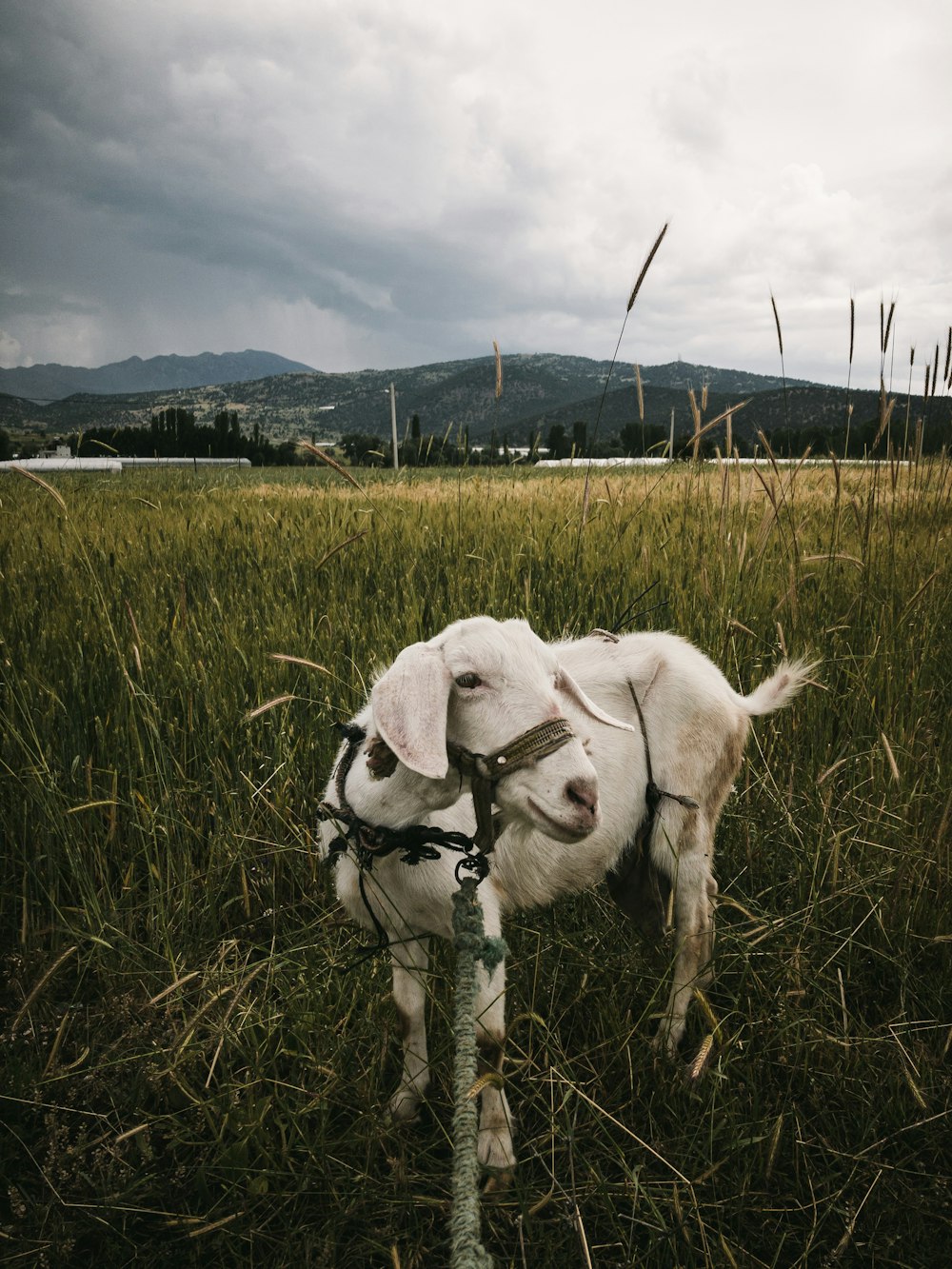 white goat with tie on green field