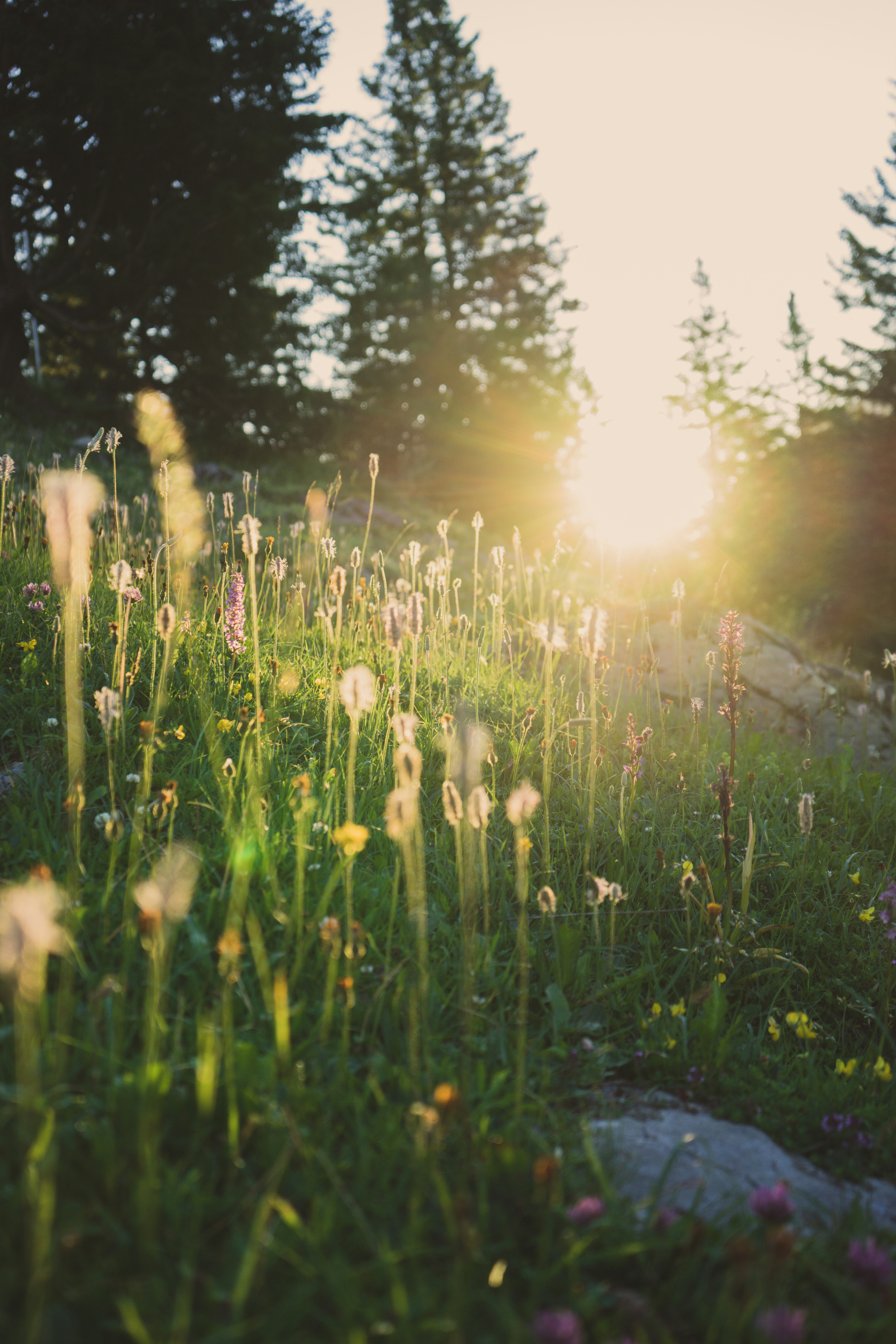 Cover Image for Project Day: Early Dawn