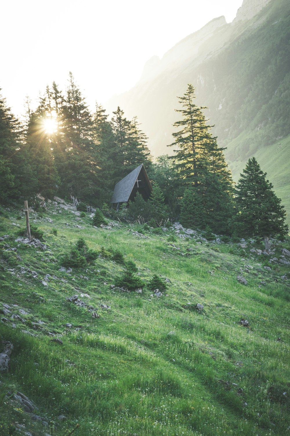 green pine trees on mountain