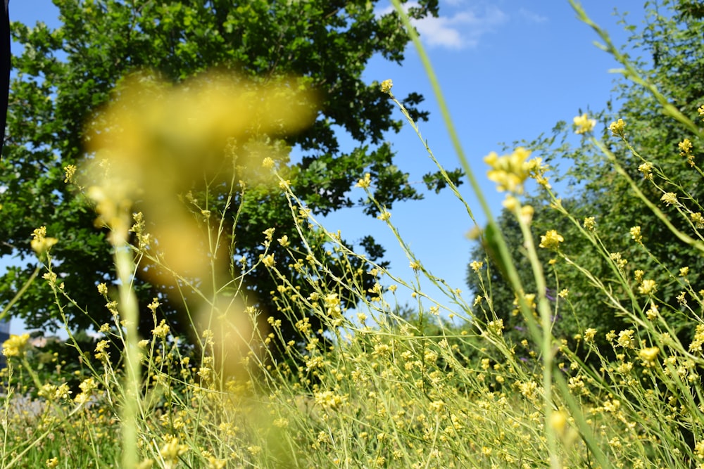 yellow flowers blooming at the field