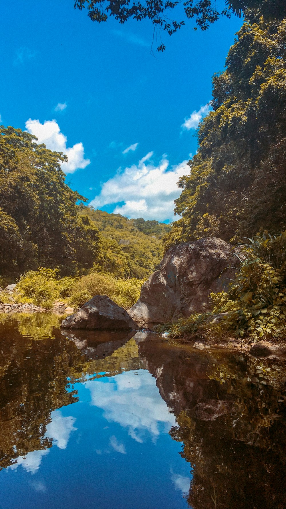 trees near body of water