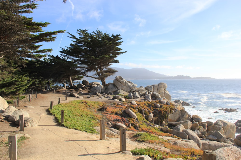 rock formations near seashore beside trees under blue and white skies