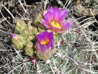 A vibrant cactus plant in a sunny setting.
