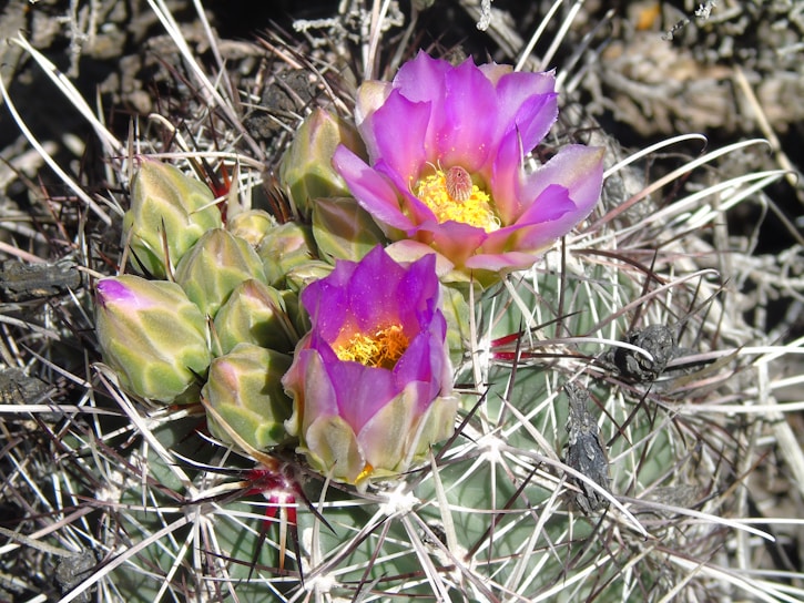 A vibrant cactus plant in a sunny setting.