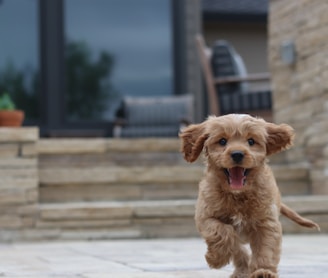 long-coated brown puppy selective focus photo