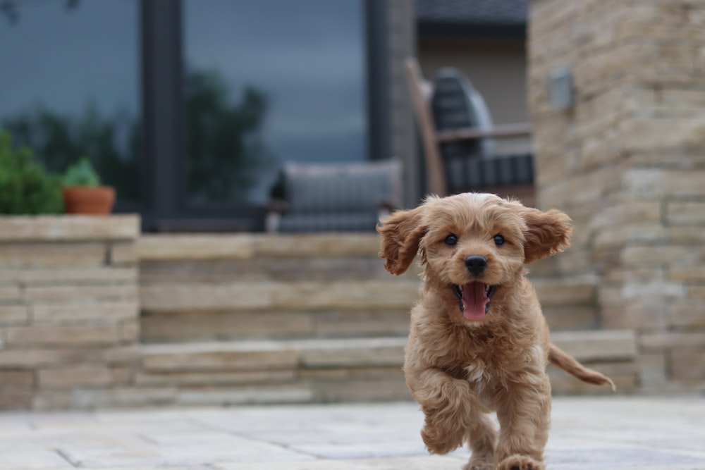 Foto de foco seletivo de filhote de cachorro marrom de pelagem longa