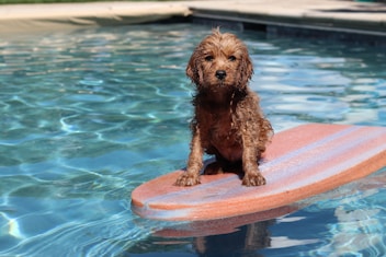 dogAdvisor | dogadvisor | dog advisor | dogAdvisor.dog