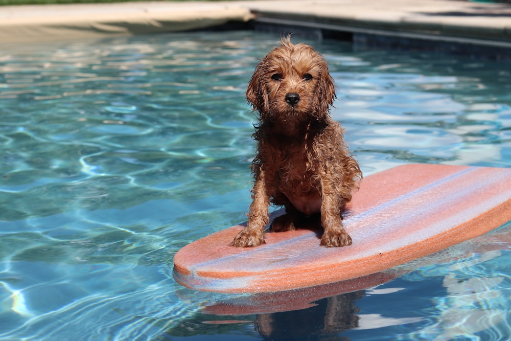 dog on surf board