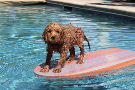 brown schnauzer dog on pool float