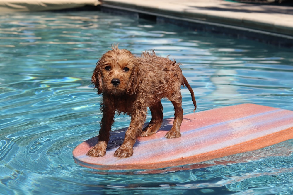 プールフロートの茶色のシュナウザー犬