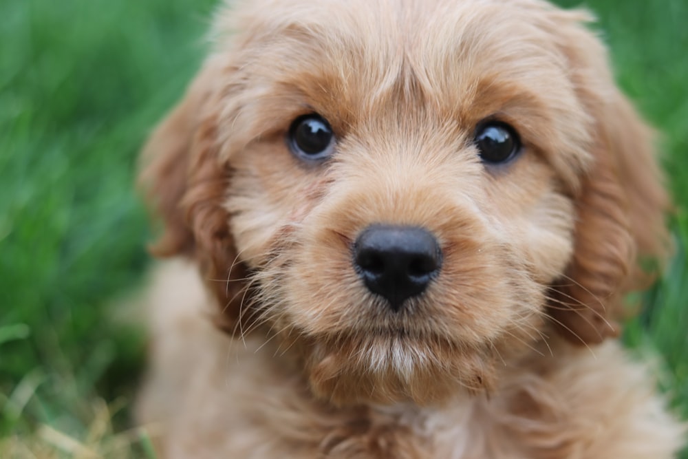 short-coated tan puppy