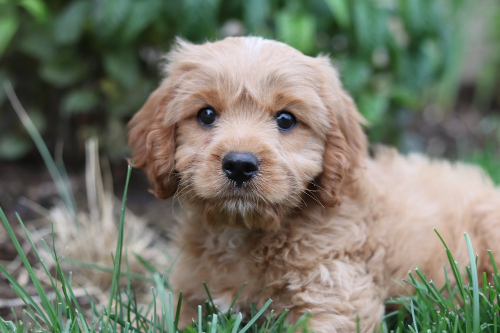 brown puppy on green grass