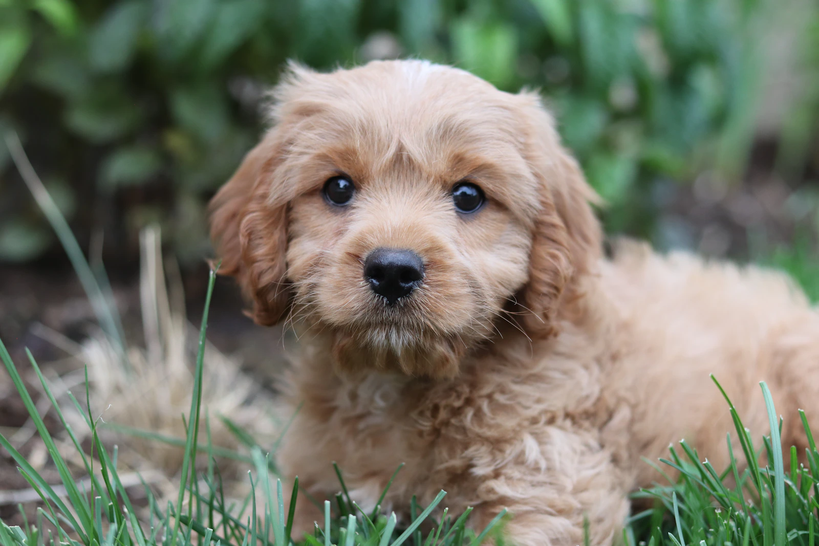 Goldendoodle puppy lying in grass in a green open space
