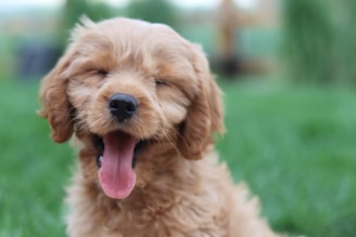 dogAdvisor | dogadvisor | dog advisor |dogAdvisor.dog