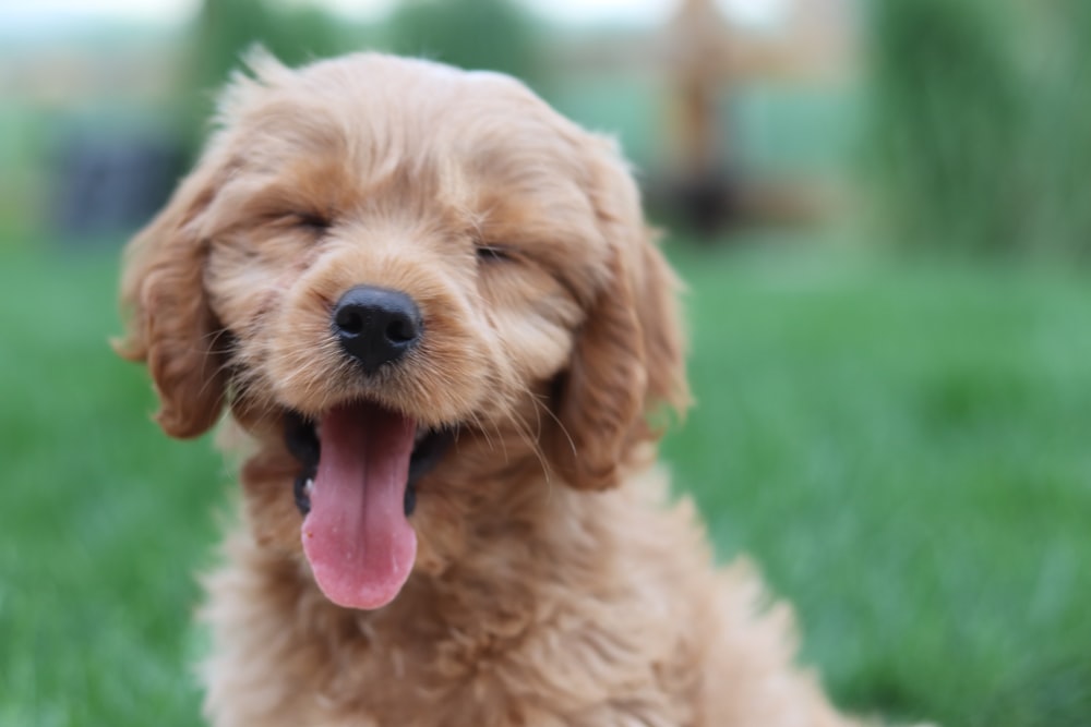 Golden retriever puppy