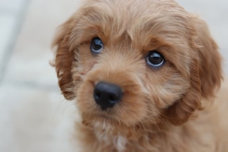 upset puppy wanting his puppy food